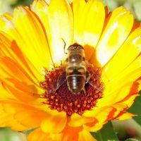 Biene auf Blume als Bild für das Fach Biologie