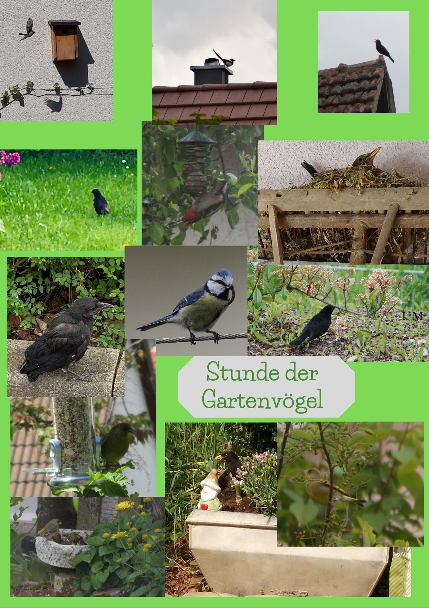Collage zur Stunde der Gartenvögel